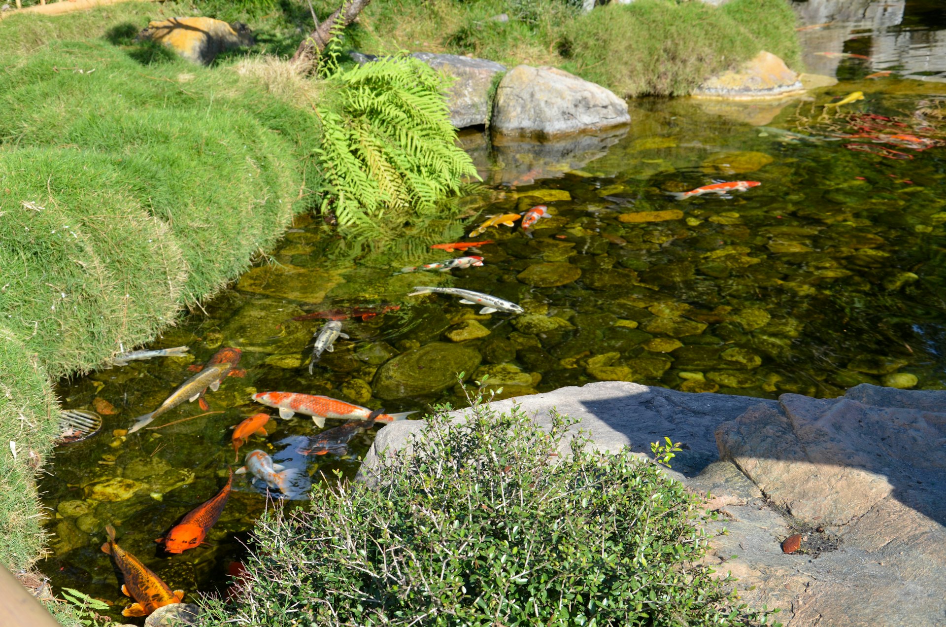 a pond filled with lots of fish next to a lush green hillside
